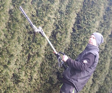 Heckenschnitt mit Teleskopschere